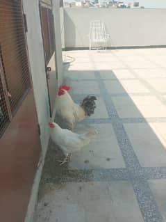 misri pair