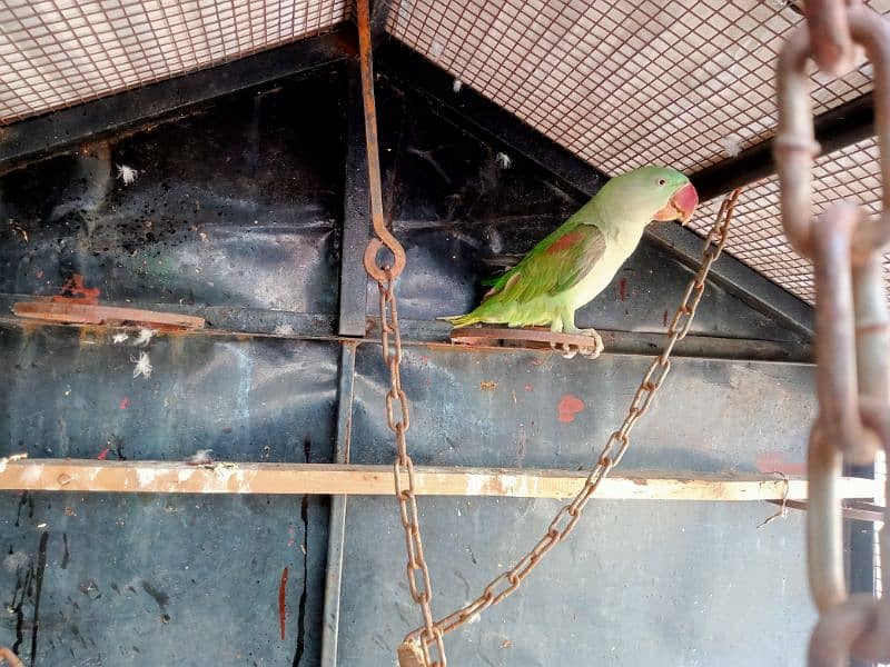Kashmiri raw Parrots Pair for sale 5