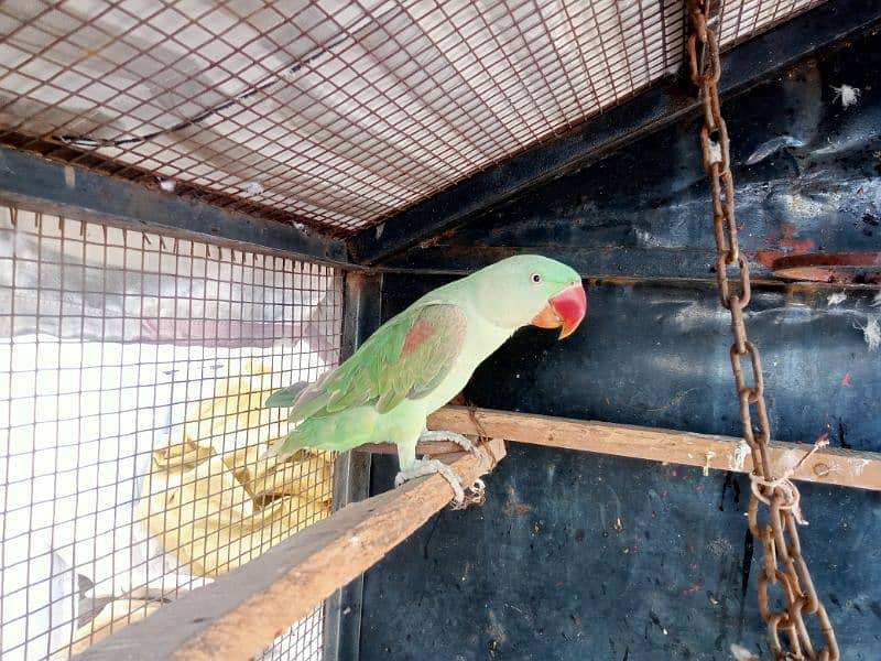 Kashmiri raw Parrots Pair for sale 6