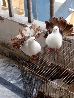 2 pair of lucky pigeon