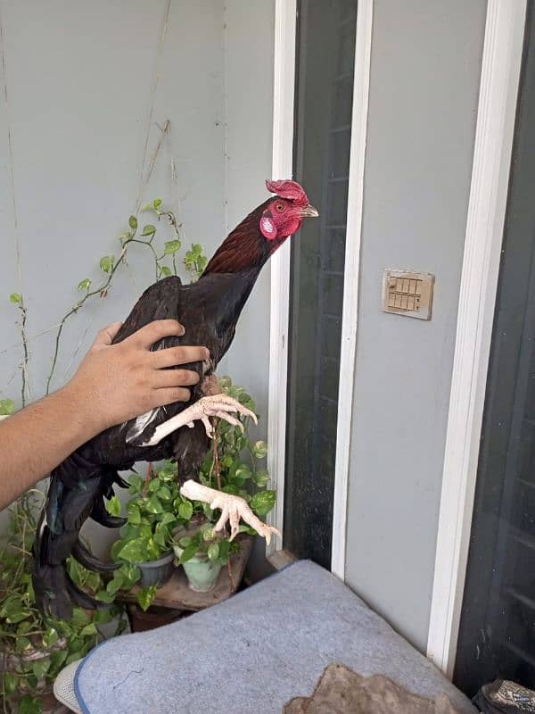 chiken for sale 1