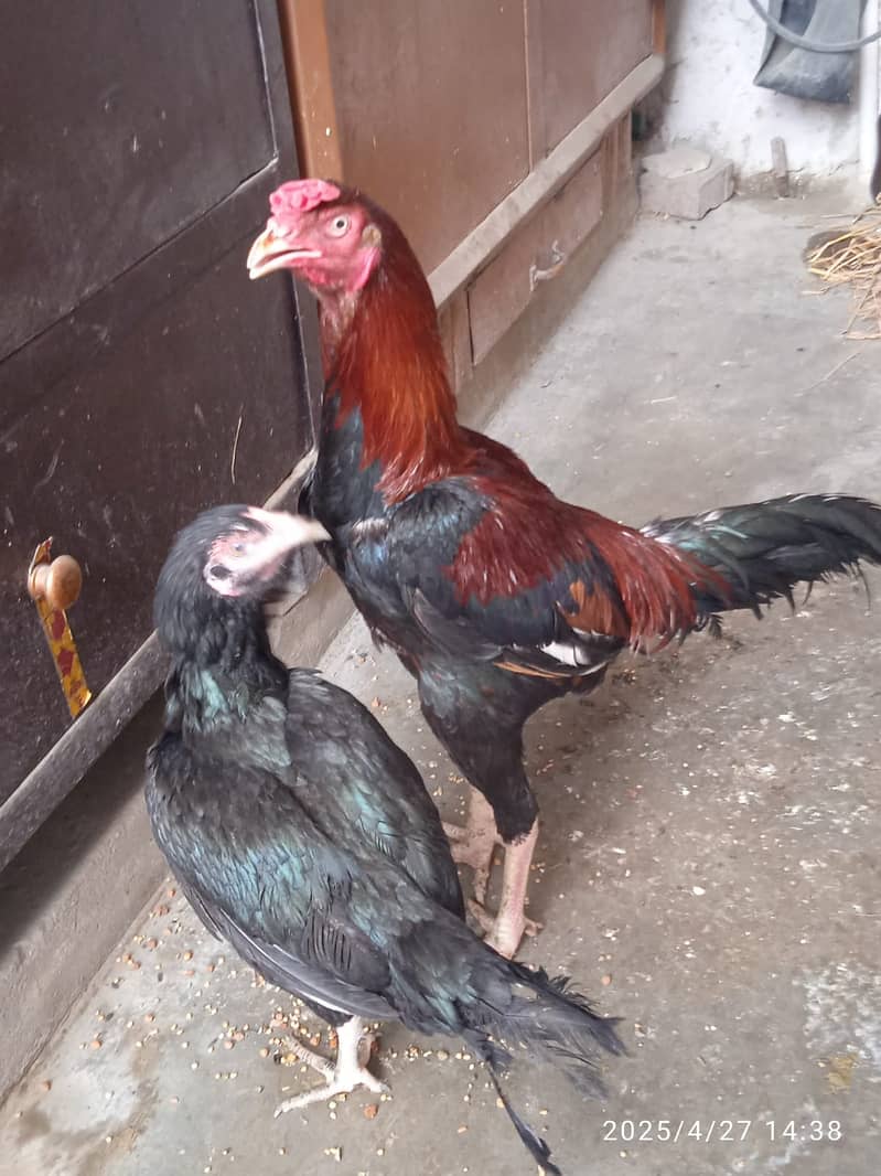 Sale my Desi Murga & Murgi (Aseel Pujab Lakha) (Desi anday Deni wali) 4