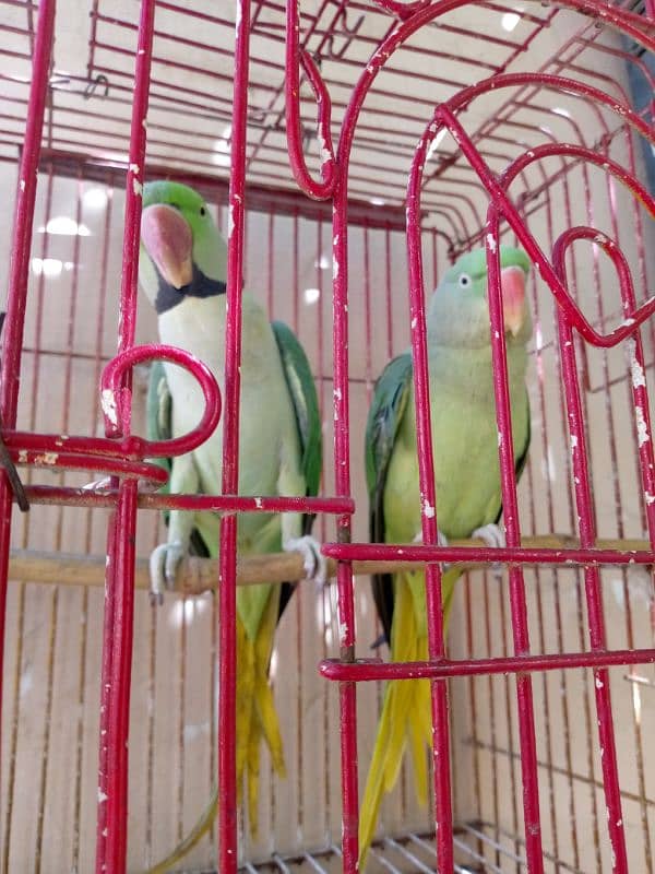 full active and healthy pair 0