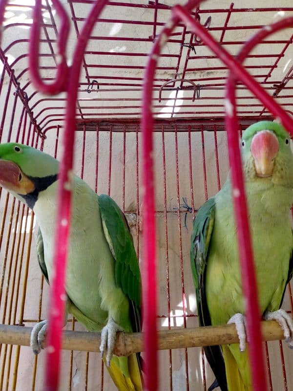full active and healthy pair 1