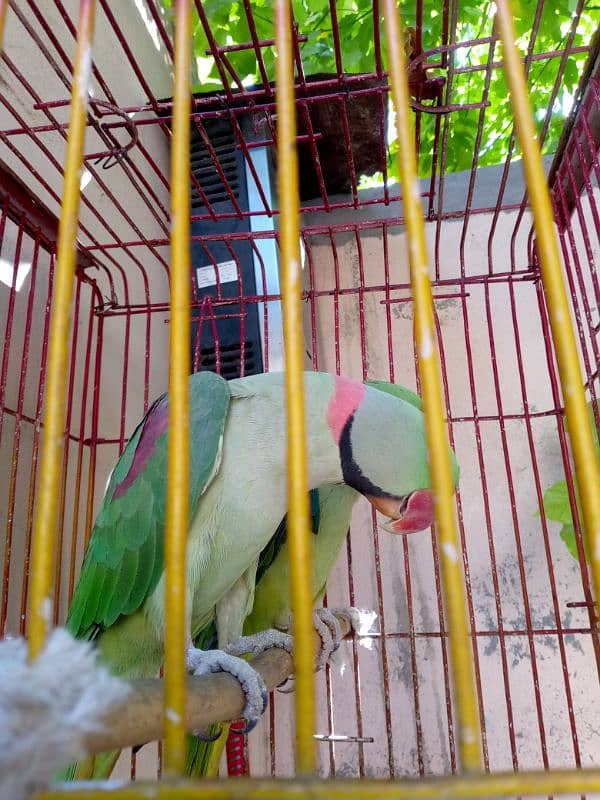 full active and healthy pair 2