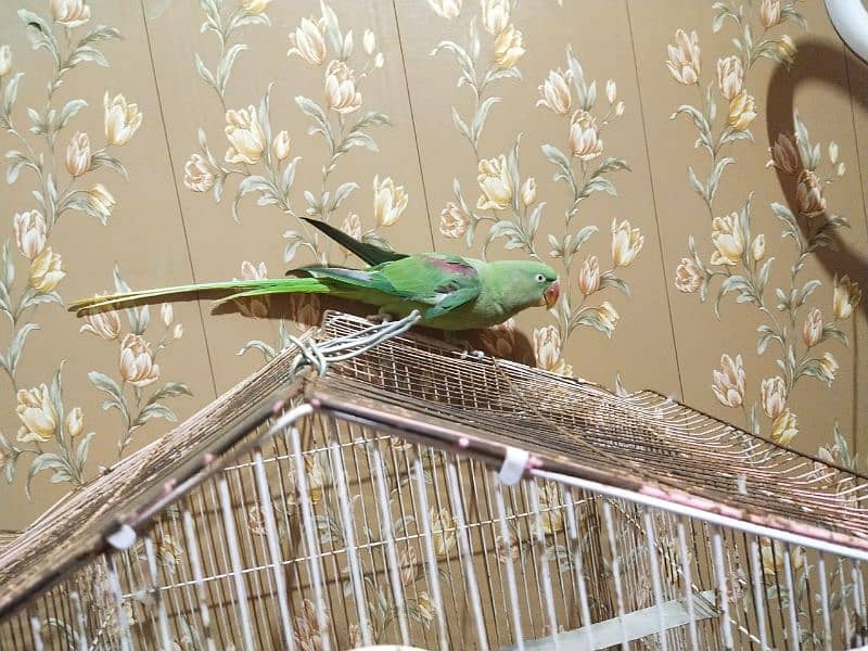 full active and healthy pair 3