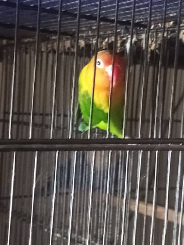 love birds with 2 cage 0