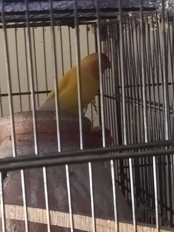 love birds with 2 cage 1