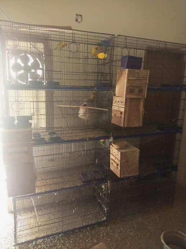 love birds with 2 cage 2