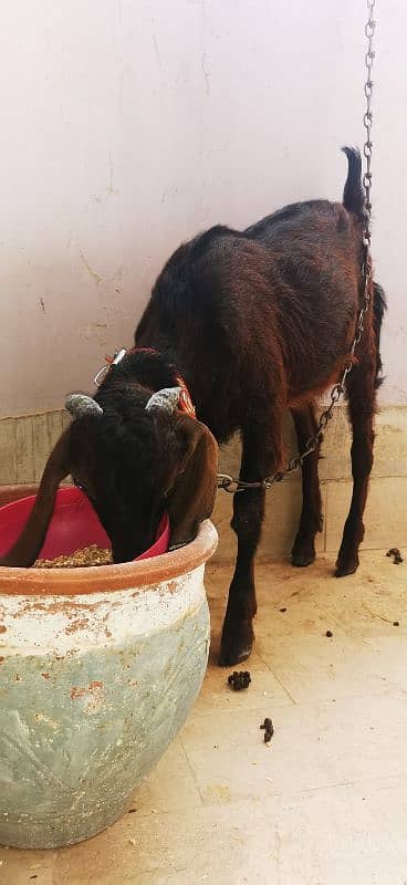 bakra for sale 0