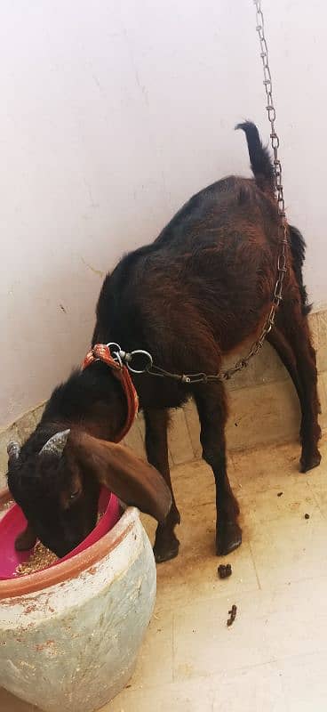 bakra for sale 1