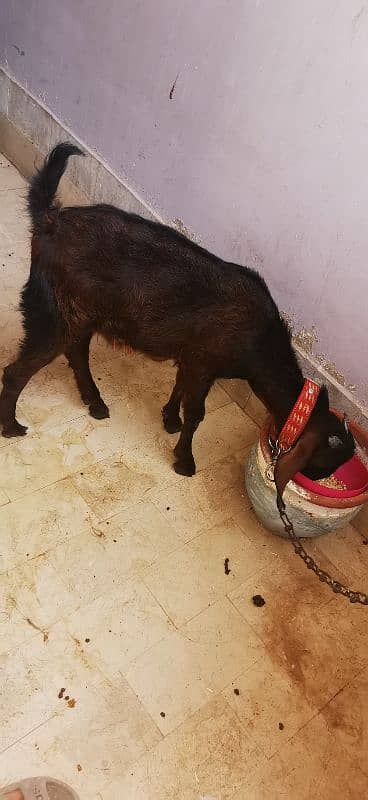 bakra for sale 2