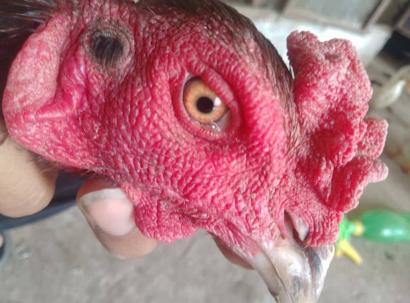 aseel male and female murga cross Pakistani+thai 0