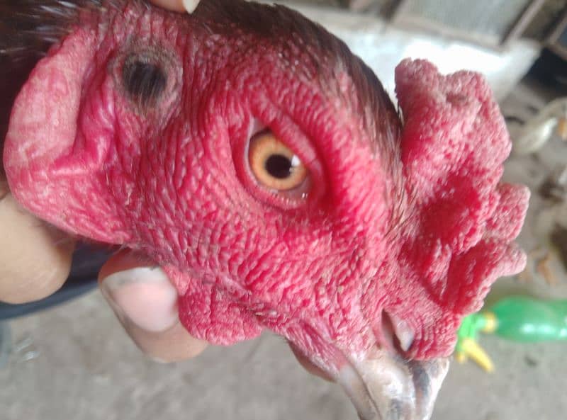 aseel male and female murga cross Pakistani+thai 1