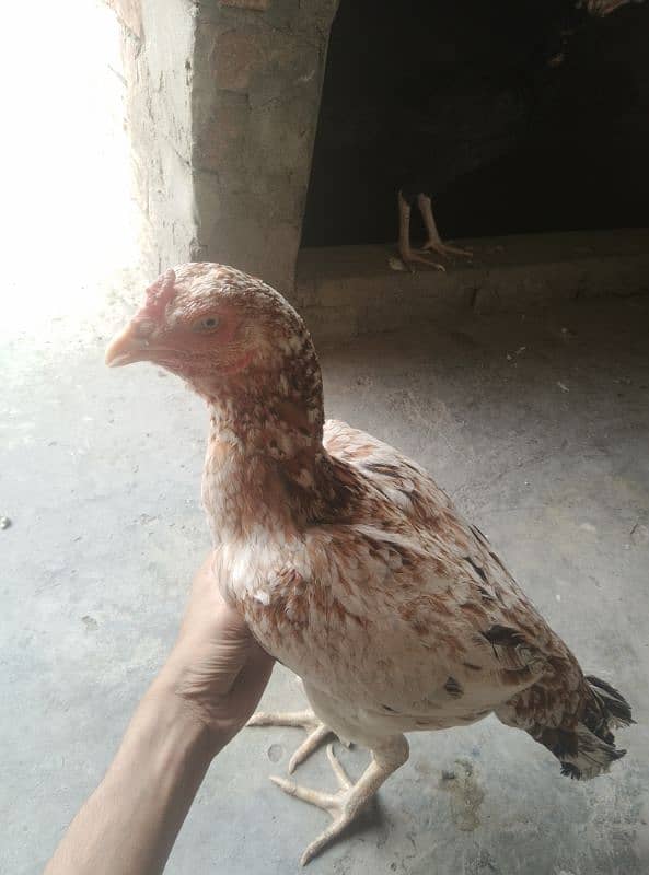 aseel male and female murga cross Pakistani+thai 6