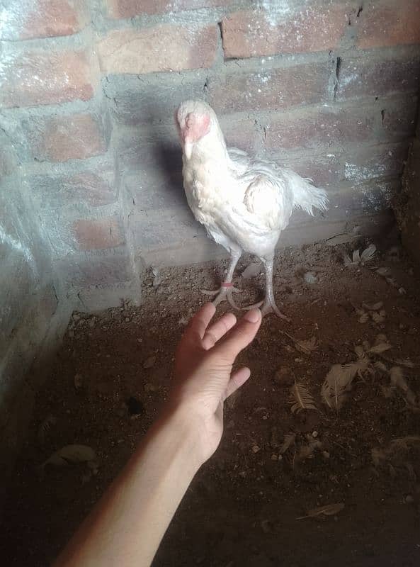 aseel male and female murga cross Pakistani+thai 8