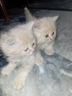 beautiful persian