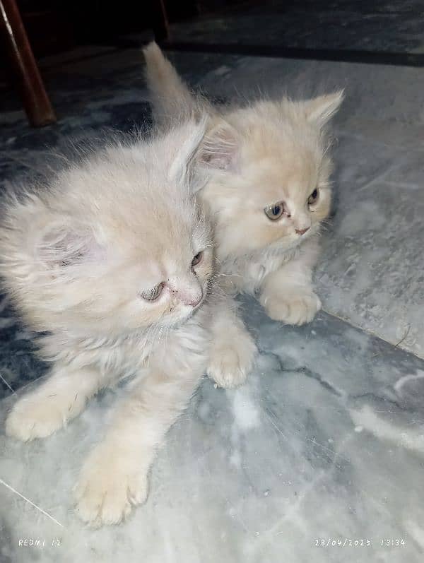beautiful persian 0