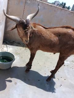 2 daat Hain Ghar ka Palawan Hain bakra Hain Andu Hain
