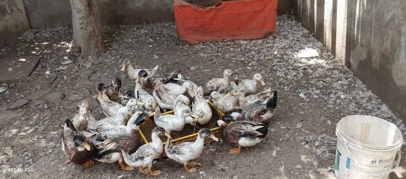 Ducks Ages 10-14 months 2