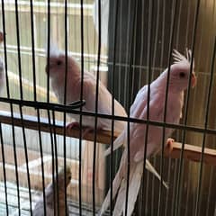Eno cocktali