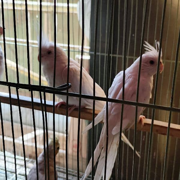 Eno cocktali 0