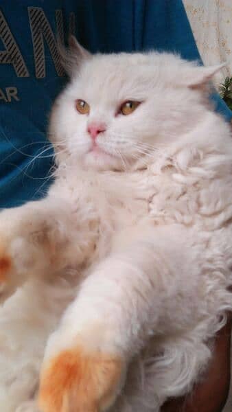 Male cat for meeting not for sale 0
