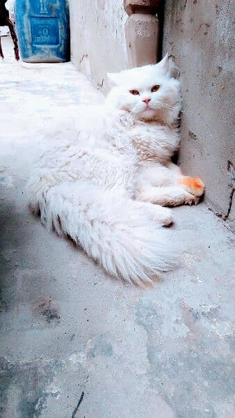 Male cat for meeting not for sale 1