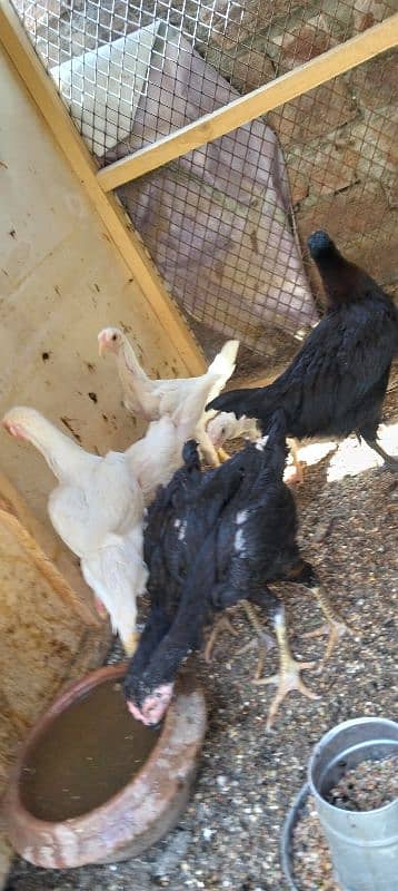 shamo chicks 30 days to 45 days available 0