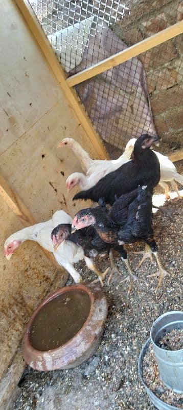 shamo chicks 30 days to 45 days available 1