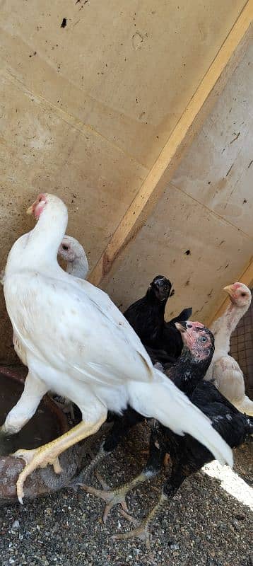 shamo chicks 30 days to 45 days available 2