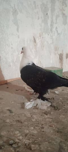 karblai patha for salle