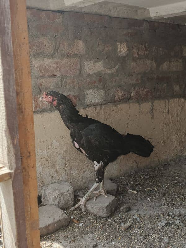 black aseel female 1
