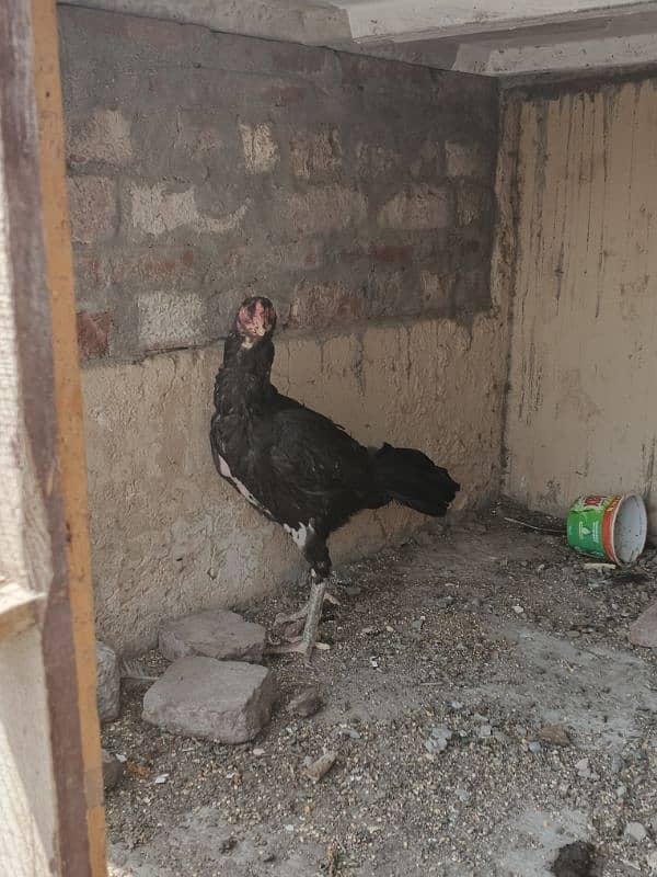 black aseel female 2