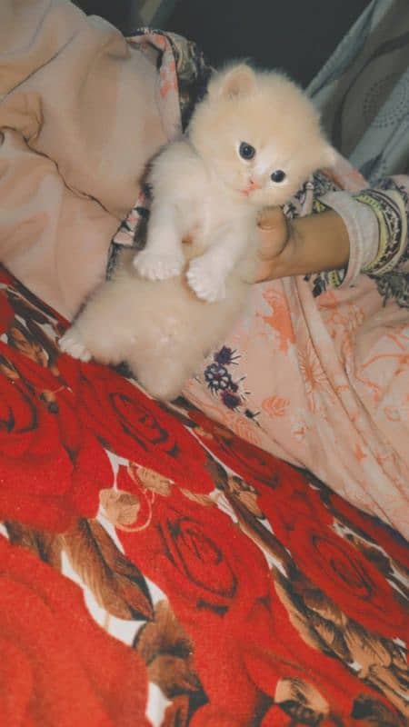 kitten for sale 0