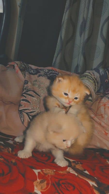 kitten for sale 1