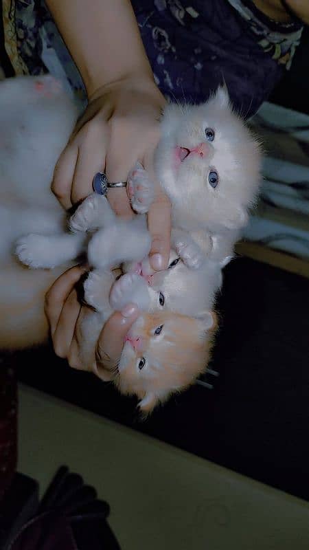kitten for sale 2
