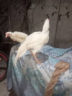 Aseel