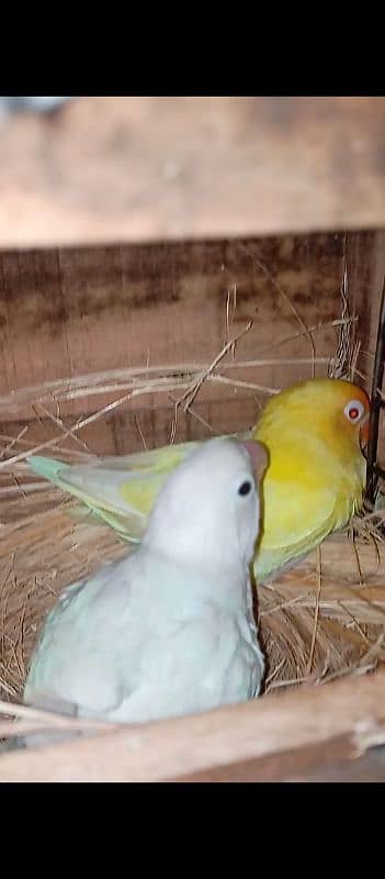 Sale !! Sale !! Sale!!Sale !! Sale!! Breeder Setup !! Breeder Setup !! 0