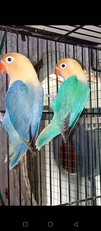 Sale !! Sale !! Sale!!Sale !! Sale!! Breeder Setup !! Breeder Setup !! 3