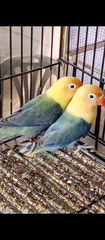 Sale !! Sale !! Sale!!Sale !! Sale!! Breeder Setup !! Breeder Setup !! 4