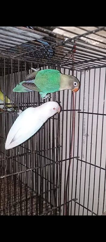 Sale !! Sale !! Sale!!Sale !! Sale!! Breeder Setup !! Breeder Setup !! 5