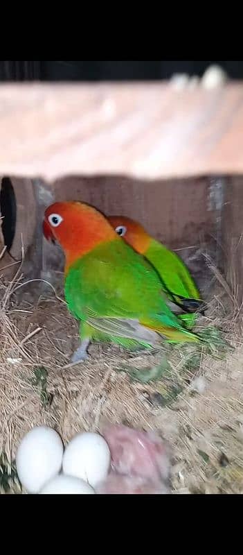 Sale !! Sale !! Sale!!Sale !! Sale!! Breeder Setup !! Breeder Setup !! 6