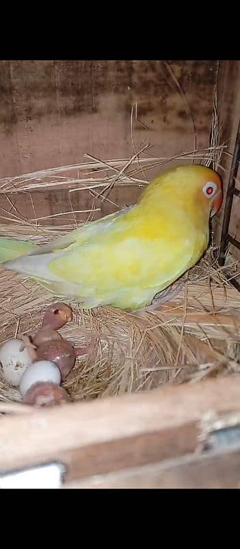 Sale !! Sale !! Sale!!Sale !! Sale!! Breeder Setup !! Breeder Setup !! 7