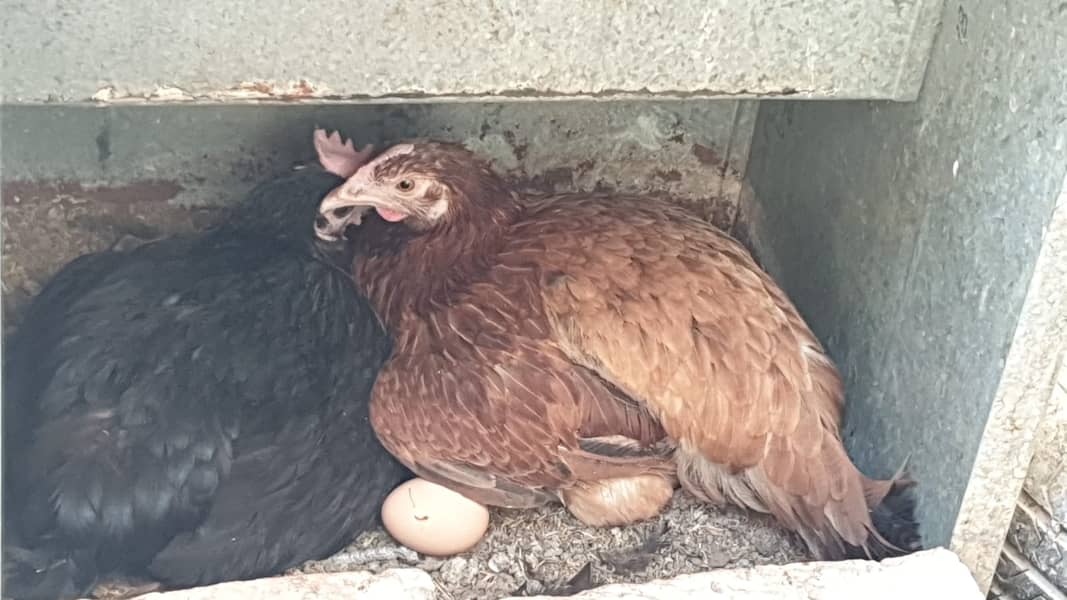 Desi Hens 0