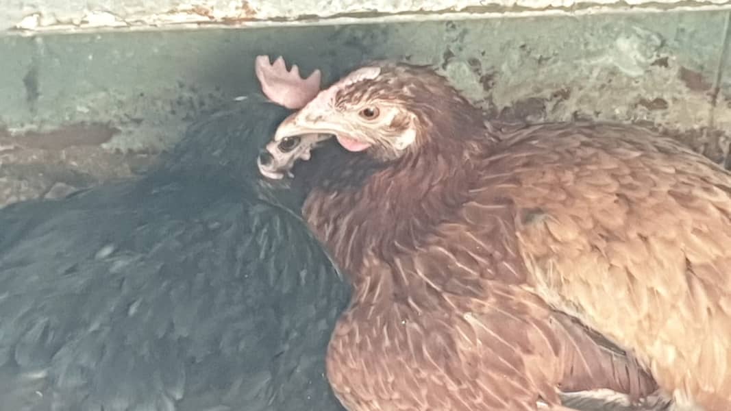 Desi Hens 1