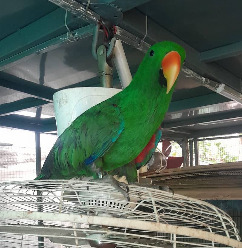 Eclectus for sale 0