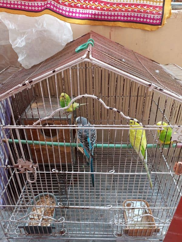 good birds 1 female. 3 male 1