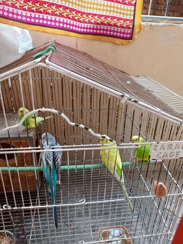 good birds 1 female. 3 male 2