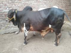 Desi Cow |  فتح جھنگي | desi cow Qurbani | Bachra for sale